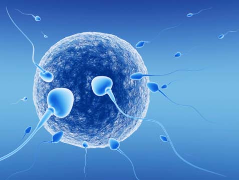 ГАМЕТОГЕНЕЗ: сперматогенез и оогенез